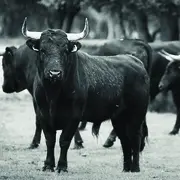 A campo abierto | Rencontre avec le réalisateur Meryl Fortunat-Rossi