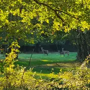 À l'affût des cerfs