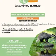 À l'affût du blaireau