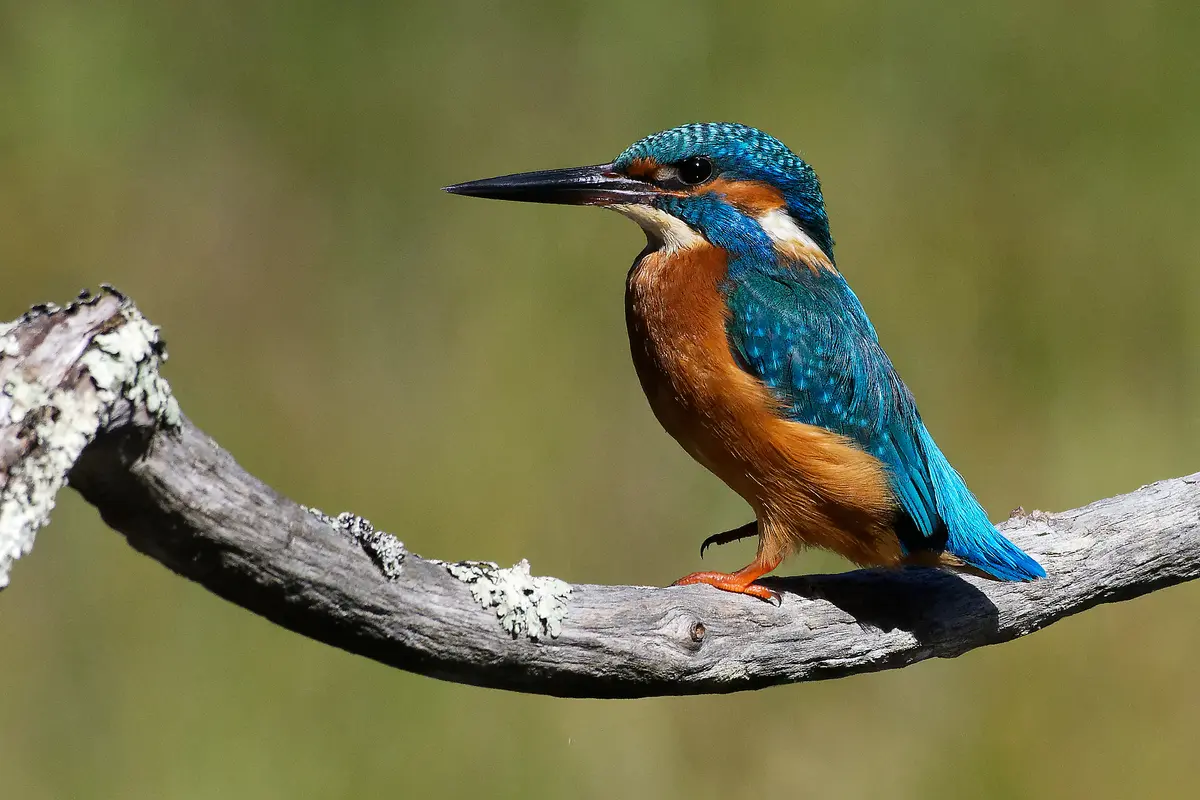 A l’assaut de l’île : Découverte de la faune des berges du Lot