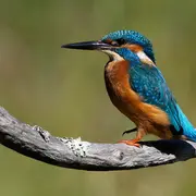 A l’assaut de l’île : Découverte de la faune des berges du Lot