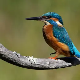 A l’assaut de l’île : Découverte de la faune des berges du Lot