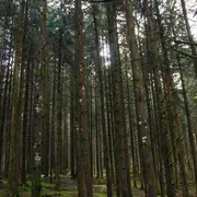A l'écoute de la forêt, vivez l'automne autrement