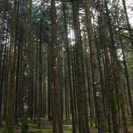 A l'écoute de la forêt, vivez l'automne autrement