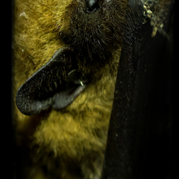 À l’écoute des chauves-souris