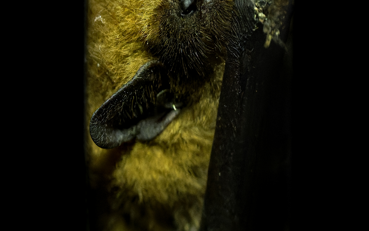 09_Pipistrelle_commune_Pipistrellus_pipistrellus_-_Frederic_Combeau