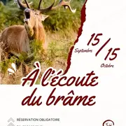 A l'écoute du brame avec la Maison du Cerf