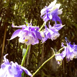 Fleurs : en pots ou en terre, comment les entretenir  ?