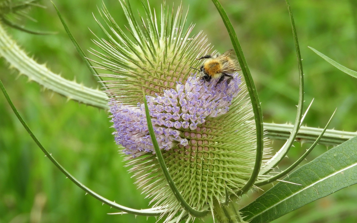 A l'occasion de la Fête de la Nature, à la rencontre du vivant : exploration du potager !