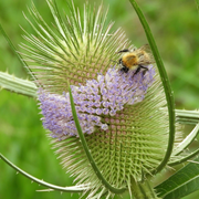 A l'occasion de la Fête de la Nature, à la rencontre du vivant : exploration du potager !