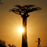 À l\'Ombre du Baobab