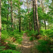 A la découvert de la forêt de Signy-l'Abbaye