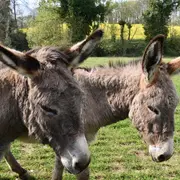 A la découverte de l'âne et de son univers