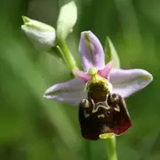 A la découverte de la biodiversité de la pelouse à orchidées