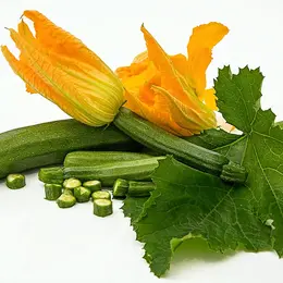 À la découverte de la courge Slàoui