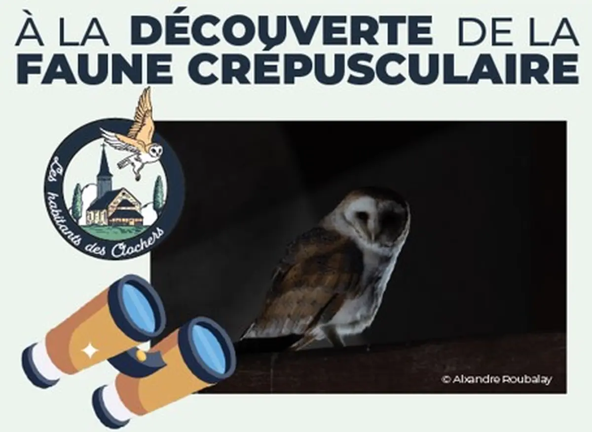 A la découverte de la faune crépusculaire