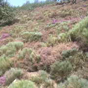 A la découverte de la flore du Mont Gargan
