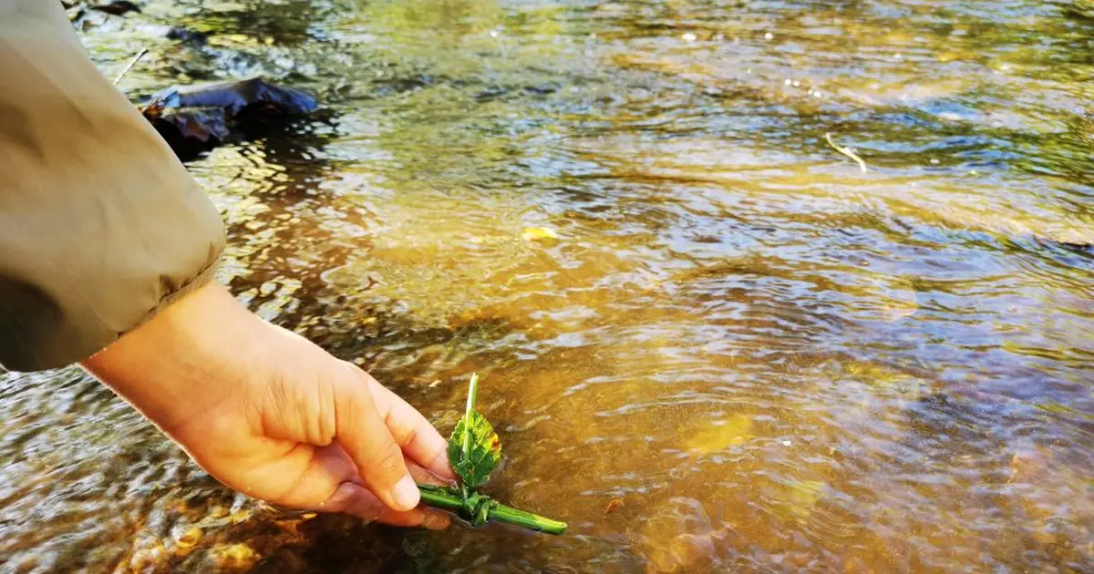 A la découverte de la rivière