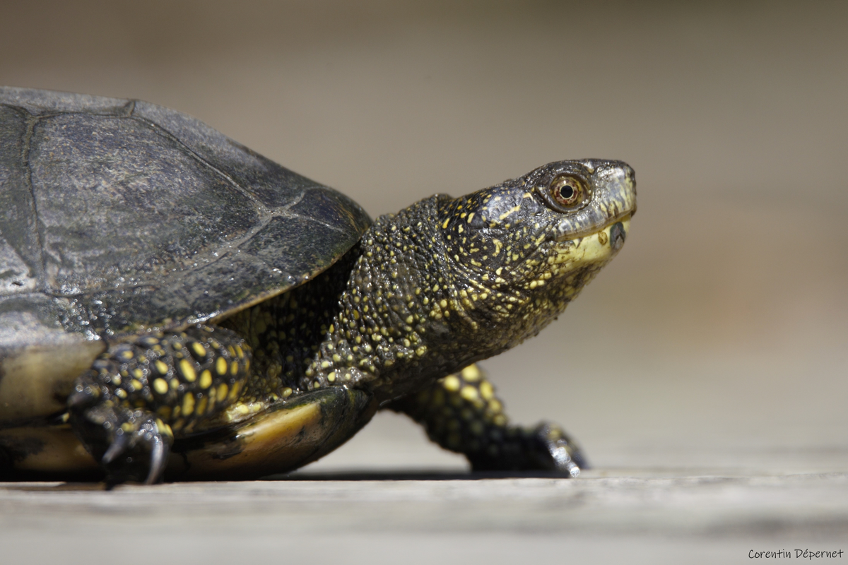 A la découverte de la tortue Cistude d'Europe