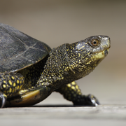 A la découverte de la tortue Cistude d'Europe