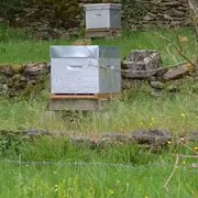 À la découverte de nos abeilles - Dimanche Nature