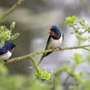 A la découverte de nos oiseaux