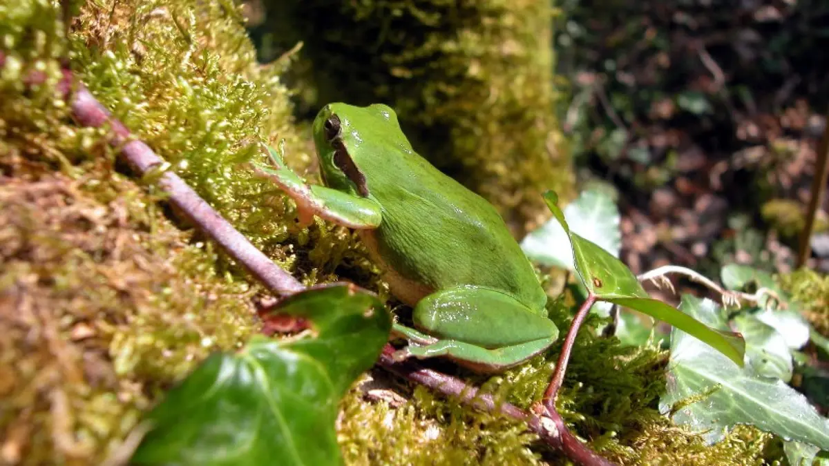 A la découverte des amphibiens des landes girondines