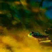 À la découverte des amphibiens du marais de Clussais
