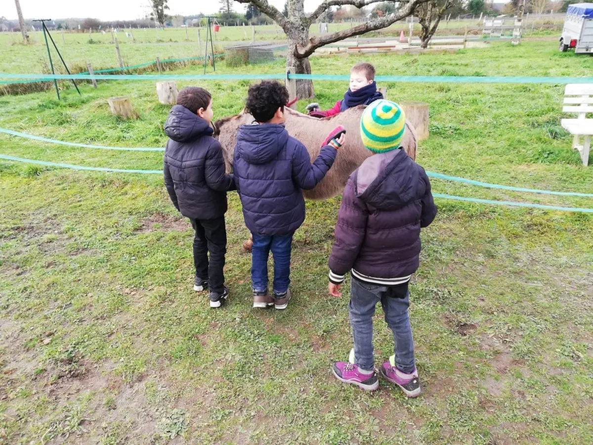 A la découverte des ânes