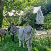 A la découverte des ânes