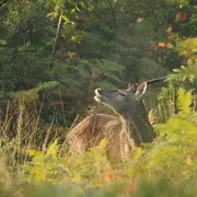 A la découverte des cervidés en forêt de Lancosme