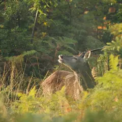 A la découverte des cervidés en forêt de Lancosme