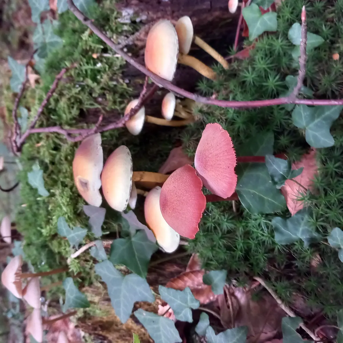 A la découverte des champignons