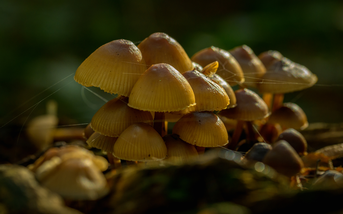 07_Frederic_Combeau_-_Champignons_du_Bois_de_Vincennes