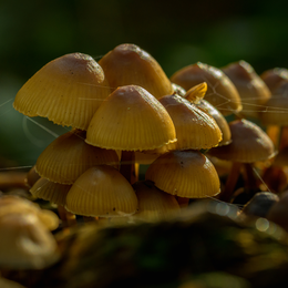 A la découverte des champignons de l'Arborétum