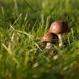 A La Découverte Des Champignons Sur Le Sentier Du Béal Des Abrits