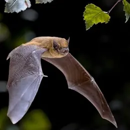 A la découverte des chauves-souris