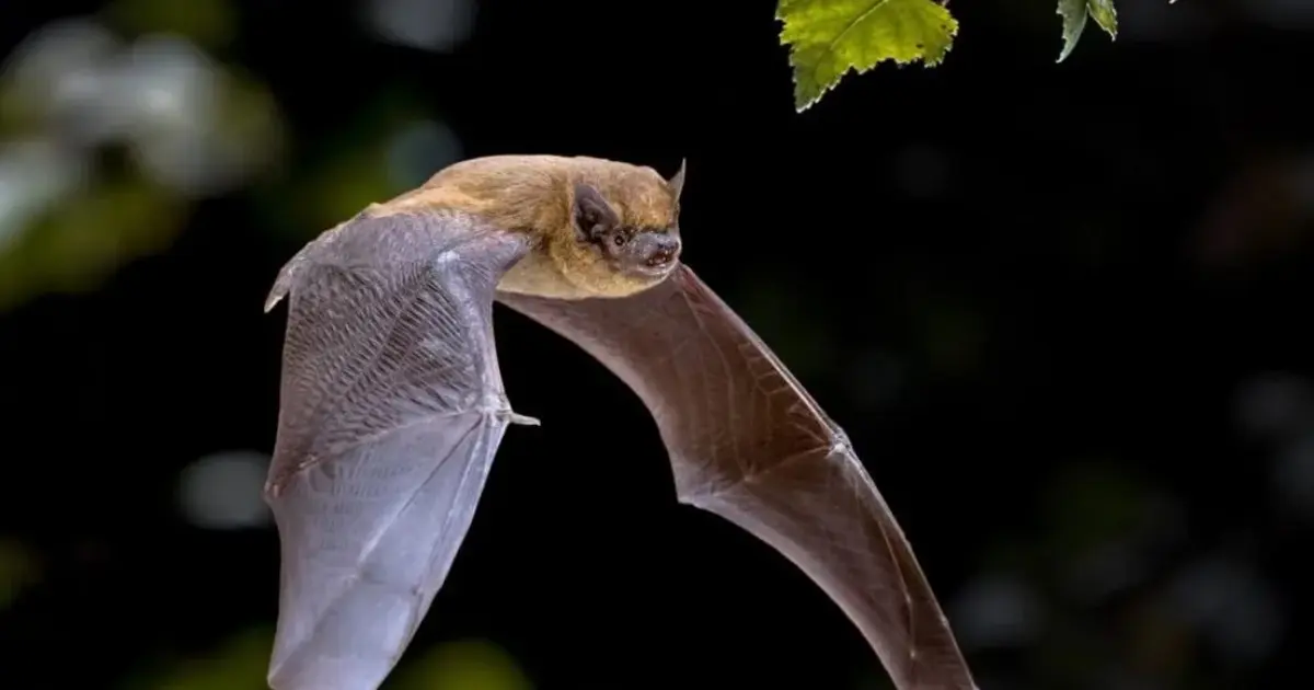 A la découverte des chauves-souris