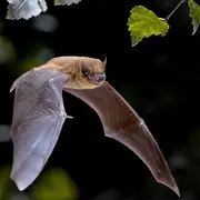 A la découverte des chauves-souris
