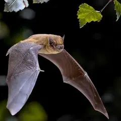 A la découverte des chauves-souris