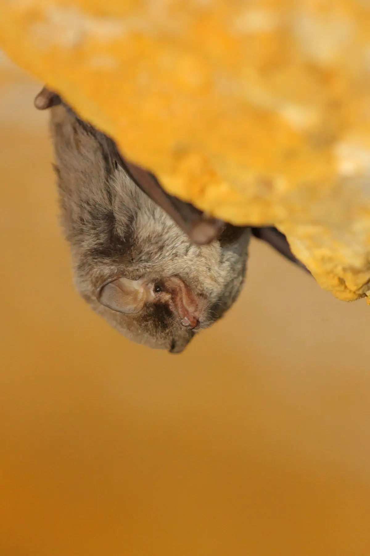 A la découverte des chauves-souris à Coudoux