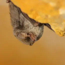 A la découverte des chauves-souris à Coudoux