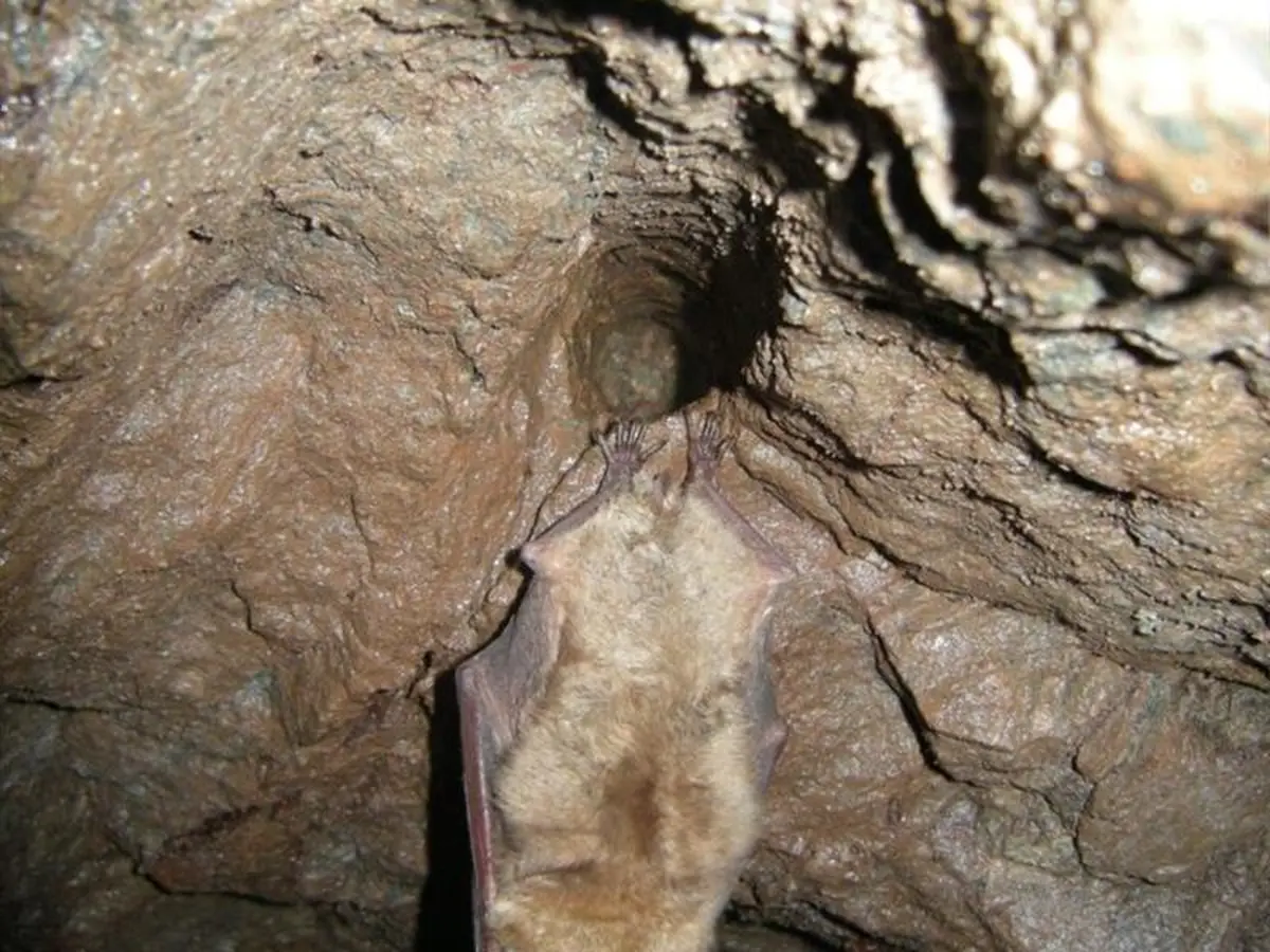 À la découverte des chauves-souris des Hautes-Mynes