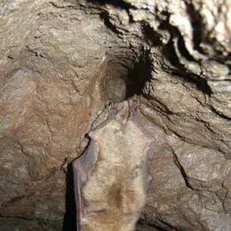 À la découverte des chauves-souris des Hautes-Mynes