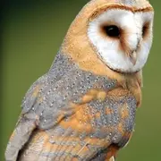 A la découverte des chouettes