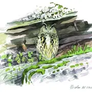 A la découverte des chouettes et des hiboux des Vosges du Nord