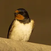 À la découverte des espèces d'oiseaux de nos parcs et jardins
