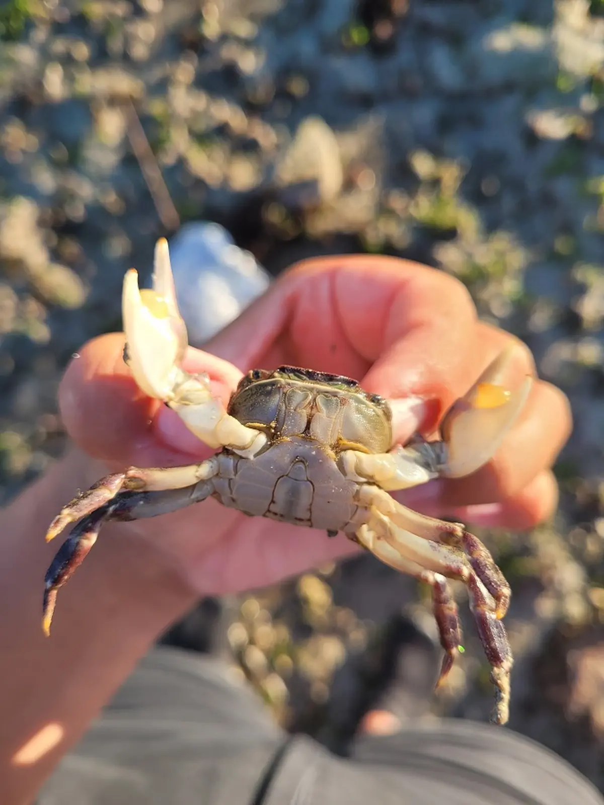 A la découverte des espèces venues d'ailleurs