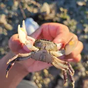 A la découverte des espèces venues d'ailleurs