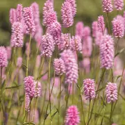 À la découverte des fleurs (I) : La flore printanière